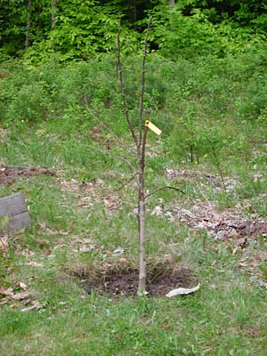 Bosc Pear Tree