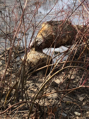 Beaver work