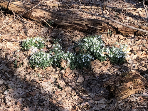 patch of snowdrops