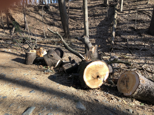 tree cut up by park department