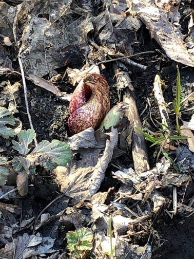 skunk cabbage